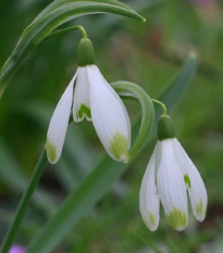 Snežienka viridi-apice - Galanthus nivalis - predaj cibuľovín - 3 ks