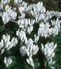 Cyklamén Sowbread - Cyclamen repandum album - predaj cibuľovín - 1 ks