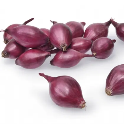 Cibuľa sadzačka ozimná Akado - Allium cepa - predaj cibuliek - 500 g