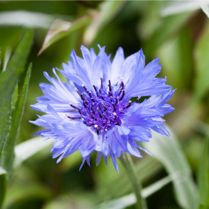 Nevädza poľná modrá - Centaurea cyanus - predaj semien - 30 ks