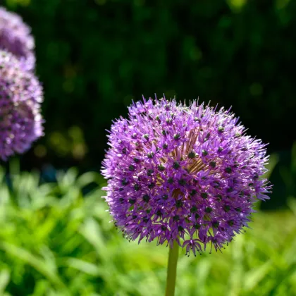 Cesnak His Excellency - Allium - predaj cibuľovín - 1 ks