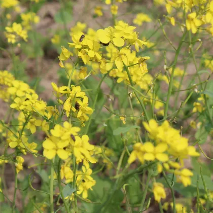 BIO Horčica čierna - Brassica nigra - predaj bio semien - 60 ks