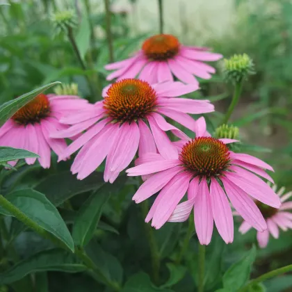 BIO Echinacea purpurová - Echinacea purpurea - predaj bio semien - 15 ks