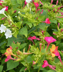 Nocovka jalapovitá Broken colors - Mirabilis jalapa - predaj semien - 6 ks