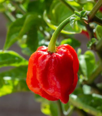 Chilli 7 Pot Douglah Red - Capsicum chinense - predaj semien - 7 ks