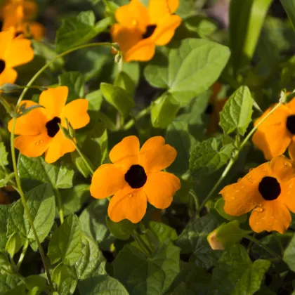 Tunbergia krídlatá - Thunbergia alata - predaj semien - 12 ks