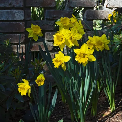 Narcis Dutch master - Narcissus - predaj cibuľovín - 3 ks