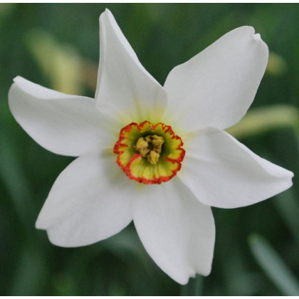 Narcis poeticus recurvus Pheasant eye - Narcissus - predaj cibuľovín - 3 ks