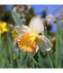 Narcis Salome - Narcissus - predaj cibuľovín - 3 ks