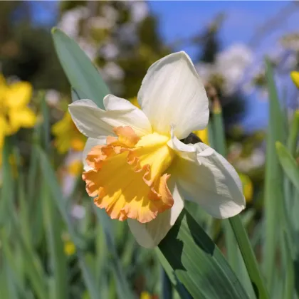 Narcis Salome - Narcissus - predaj cibuľovín - 3 ks