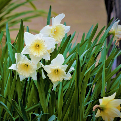 Narcis Mount Hood - Narcissus trumpet - predaj cibuľovín - 3 ks