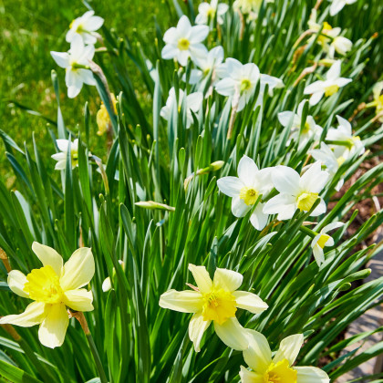Narcis Topolino - Narcissus L. - predaj cibuľovín - 3 ks