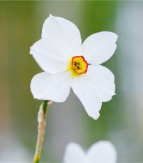 Narcis Poeticus Actaea - Narcissus - predaj cibuľovín - 3 ks