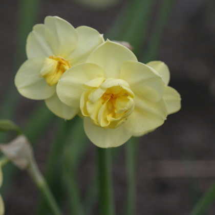 Narcis Cheerfulness - Narcissus - predaj cibuľovín - 3 ks