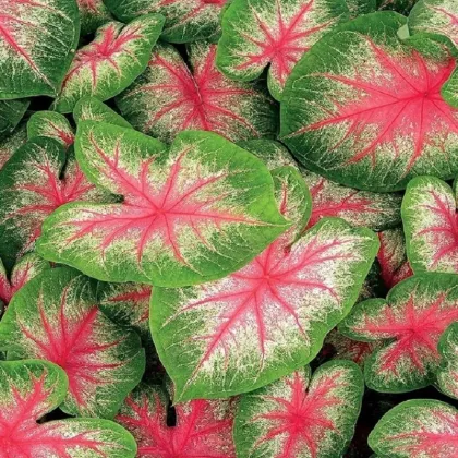 Kaládium Pink Beauty - Caladium bicolor - predaj cibuľovín - 1 ks