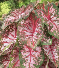 Kaládium Carolyn Whorton - Caladium bicolor - predaj cibuľovín - 1 ks