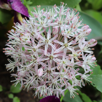 Cesnak Ivory Queen - Allium - predaj cibuľovín - 3 ks