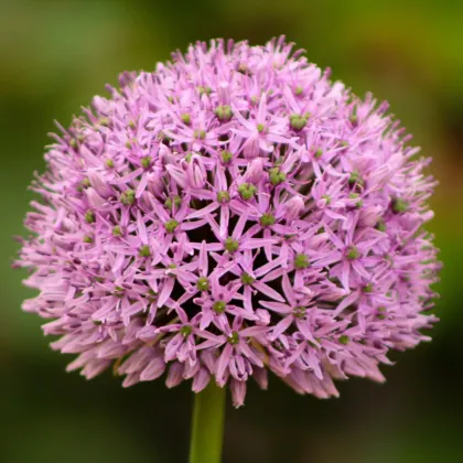 Cesnak Karatavský - Allium - predaj cibuľovín - 3 ks