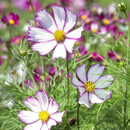 Krasuľka perovitá Tip Top Picotee - Cosmos bipinnatus - predaj semien - 40 ks