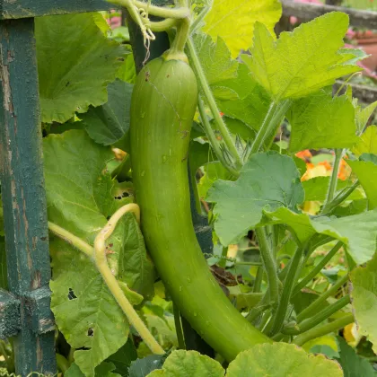 BIO Tekvica muškátová Tromba d Albenga - Cucurbita moschata - predaj bio semien - 6 ks