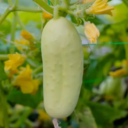 BIO Uhorka poľná White Wonder - Cucumis sativus - predaj bio semien - 10 ks