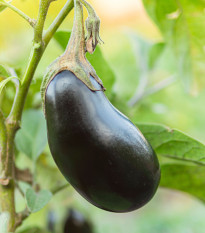 BIO Baklažán Black Beauty - Solanum melongena - predaj bio semien - 20 ks