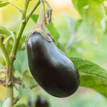 BIO Baklažán Black Beauty - Solanum melongena - predaj bio semien - 20 ks