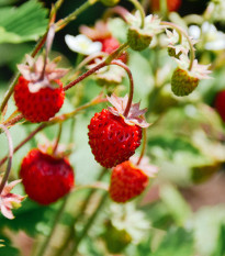 BIO Jahody stáleplodiace Reine des Vallées - Fragaria ananassa - predaj semien - 10 ks