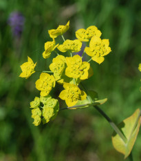 Prerastlík dlholistý - Bupleurum longifolium - predaj semien - 60 ks