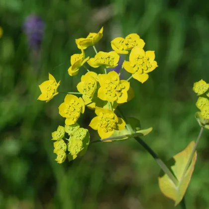 Prerastlík dlholistý - Bupleurum longifolium - predaj semien - 60 ks