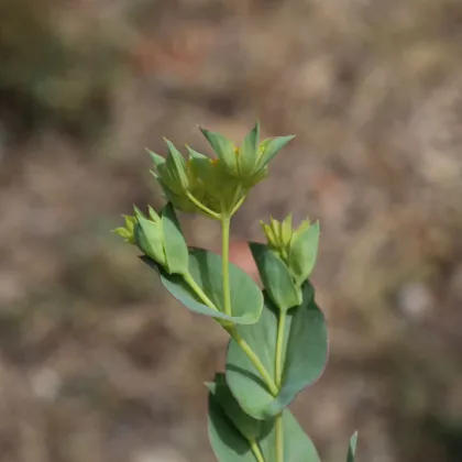 Prerastlík okrúhlolistý - Bupleurum rotundifolium B. griffithii - predaj semien - 60 ks