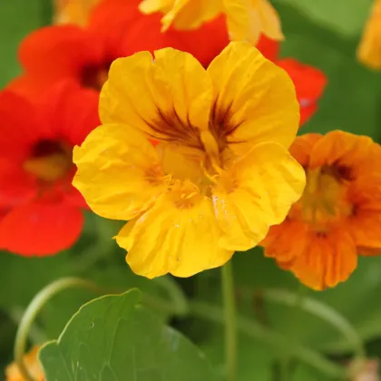 BIO Kapucínka - Tropaeolum majus - predaj bio semien - 10 ks ​