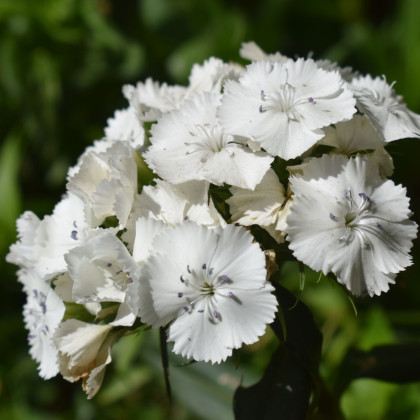 BIO Klinček bradatý Sweet William - Dianthus barbatus - predaj bio semien - 18 ks
