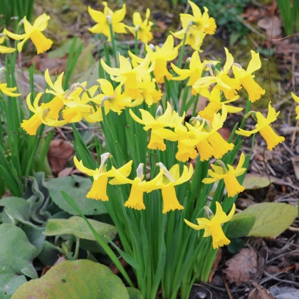 Narcis February Gold - Narcissus - predaj cibuľovín - 3 ks