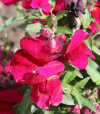 BIO Papuľka väčšia Black Prince - Antirrhinum majus - predaj bio semien - 20 ks