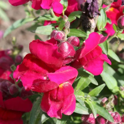 BIO Papuľka väčšia Black Prince - Antirrhinum majus - predaj bio semien - 20 ks