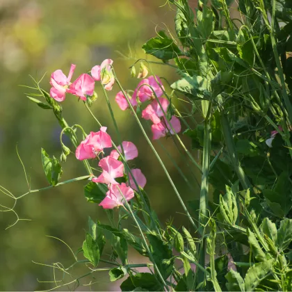 Hrachor voňavý kráľovský lososovo ružový - Lathyrus odoratus - predaj semien - 20 ks