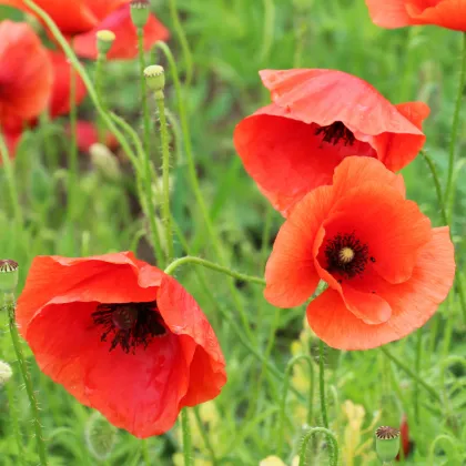 BIO Mak vlčí červený - Papaver rhoeas - predaj semien - 100 ks