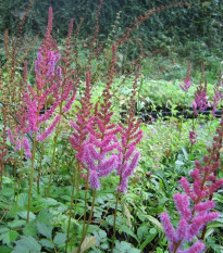 Astilba čínska fialová - Astilbe chinensis - predaj semien - 10 ks