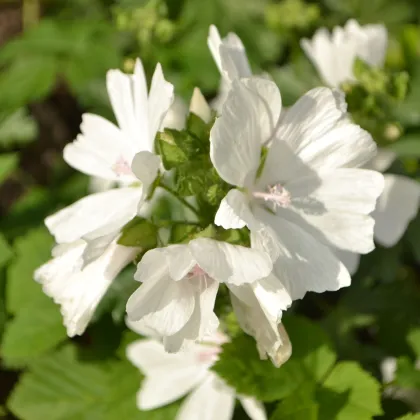 Slez pižmový biely - Malva moschata albumu - predaj semien - 50 ks