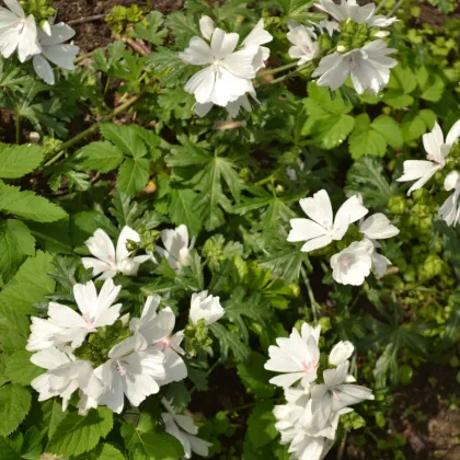 Slez pižmový biely - Malva moschata albumu - predaj semien - 50 ks