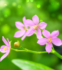 Ženšen korejský - Portulaka metlinatá - Talinum paniculatum - semená ženšenu - 15 ks