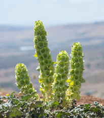 Írsky zvonček - Moluccella laevis - predaj semien - 50 ks