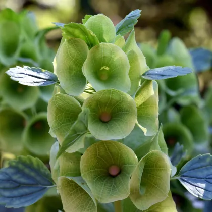 Írsky zvonček - Moluccella laevis - predaj semien - 50 ks