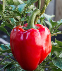 Paprika Beluga Red F1 - Capsicum annuum - predaj semien - 5 ks