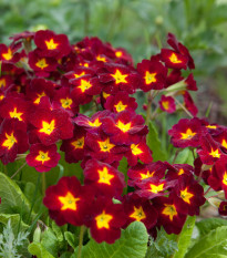 Prvosienka Inara F1 Late Red - Primula elatior - predaj semien - 20 ks