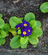 Prvosienka Inara F1 Late Blue - Primula elatior - predaj semien - 20 ks