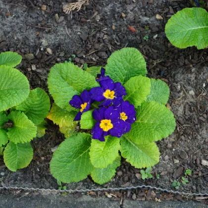 Prvosienka Inara F1 Late Blue - Primula elatior - predaj semien - 20 ks