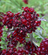 Klinček bradatý Sweet Black Cherry F1 - Dianthus barbatus - predaj semien - 20 ks