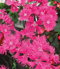 Klinček bradatý Bouquet Purple F1 - Dianthus barbatus - predaj semien - 20 ks